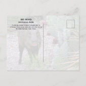 Javelina, Peccary, Prickly Pear, Big Bend Briefkaart (Achterkant)