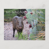 Javelina, Peccary, Prickly Pear, Big Bend Briefkaart (Voorkant)