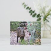 Javelina, Peccary, Prickly Pear, Big Bend Briefkaart (Staand voorkant)