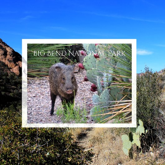 Javelina, Peccary, Prickly Pear, Big Bend Briefkaart