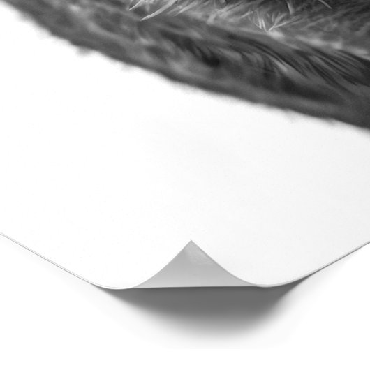 Javelina Peccary varkenswoestijn Portret zwart wit Poster (Hoek)