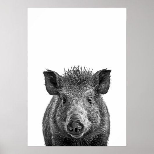 Javelina Peccary varkenswoestijn Portret zwart wit Poster (Voorkant)