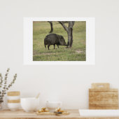 Javelina. Poster (Keuken)