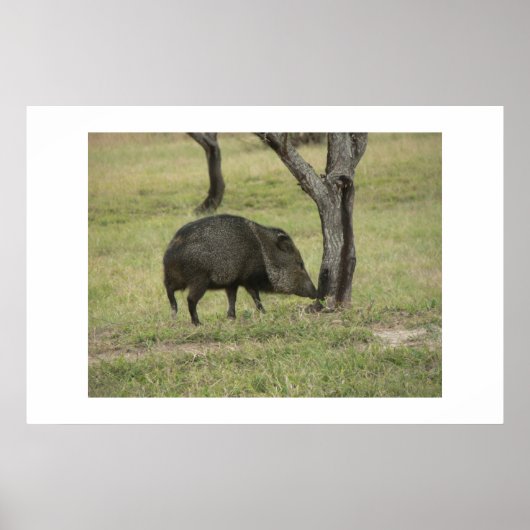 Javelina. Poster (Voorkant)