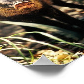 Javelina Poster (Hoek)