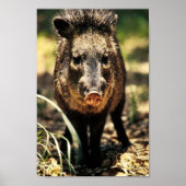 Javelina Poster (Voorkant)
