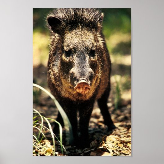 Javelina Poster (Voorkant)
