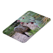 Javelina, Prickly Pear, Big Bend National Park Magneet (Linkerzijde)