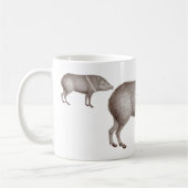 Javelinas Collared Peccaries Unique Arizona Mok (Links)