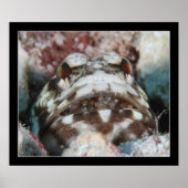 Jawfish met eieren poster (Voorkant)