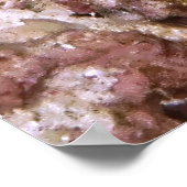 Jawfish Peeking Poster (Hoek)