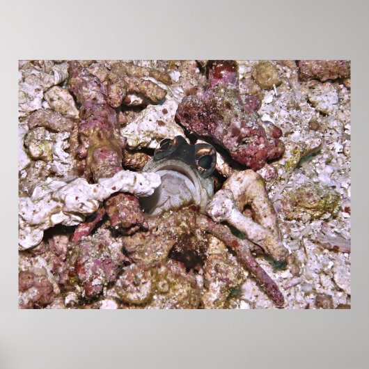 Jawfish Peeking Poster (Voorkant)