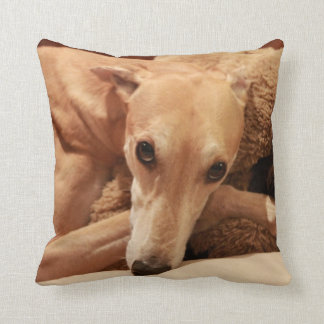 Jax op zijn kussen. kussen