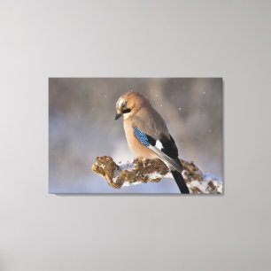 Jay Bird  Canvas Afdruk