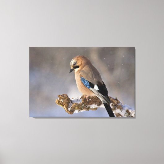 Jay Bird Canvas Afdruk (Voorkant)