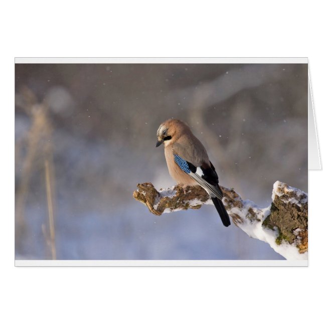 Jay Bird in Winter (Voorkant Horizontaal)