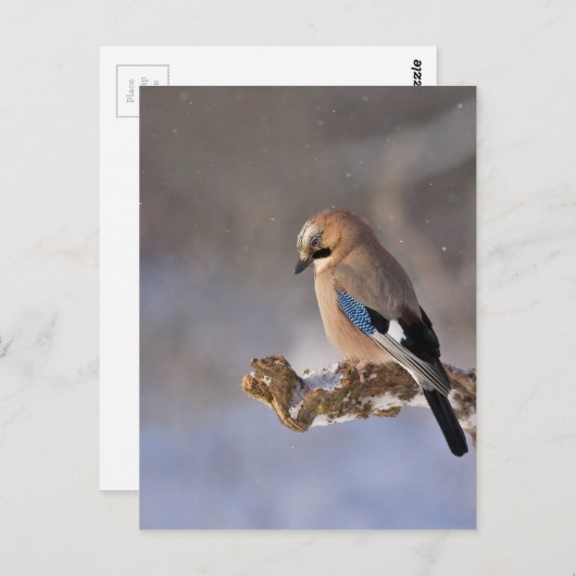 Jay Bird in Winter Briefkaart (Voorkant / Achterkant)