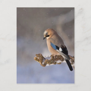Jay Bird in Winter Briefkaart