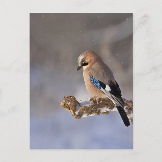 Jay Bird in Winter Briefkaart (Voorkant)