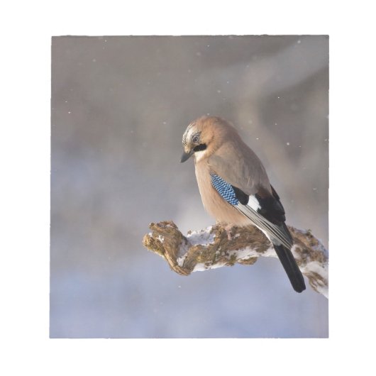 Jay Bird in Winter Notitieblok (Voorkant)