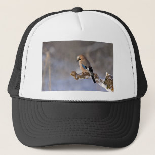 Jay Bird in Winter Trucker Pet