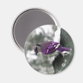 Jay Bird Magnet (Voorkant / Achterkant)