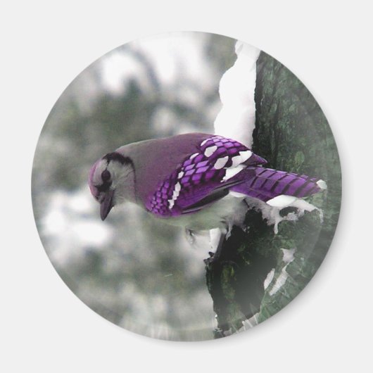 Jay Bird Magnet (Voorkant)