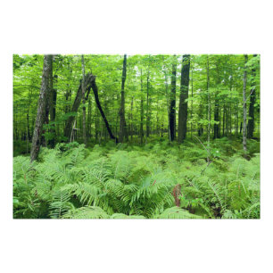 Jay Cooke State Park Varens en Bos Foto Afdruk