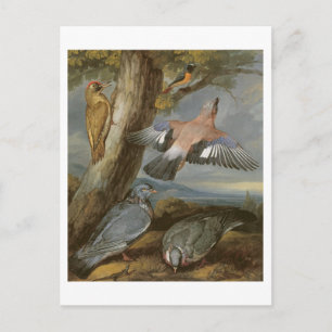 Jay, Green Woodpecker, Pigeons en Redstart, c.165 Briefkaart