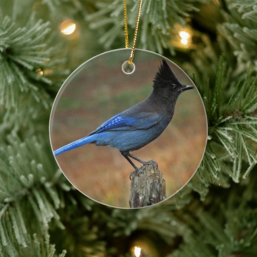Jay van Steller (Cyanocitta stelleri) Keramisch Ornament (Boom)