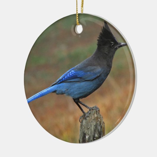 Jay van Steller (Cyanocitta stelleri) Keramisch Ornament (Links)