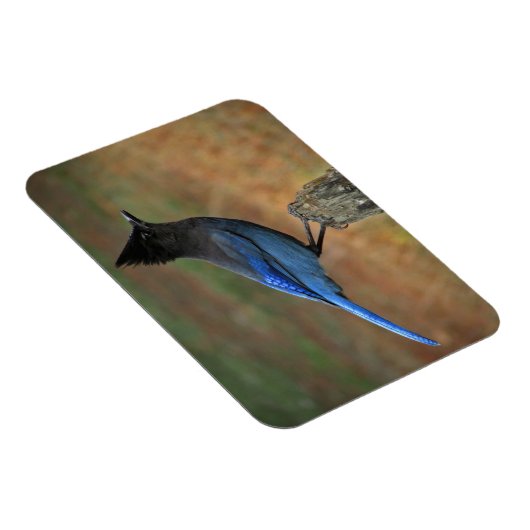 Jay van Steller (Cyanocitta stelleri) Magneet (Rechterzijde)