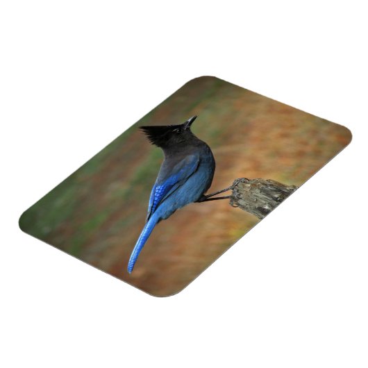 Jay van Steller (Cyanocitta stelleri) Magneet (Linkerzijde)