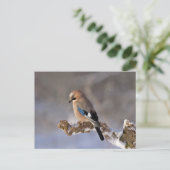 Jay vogel op een tak briefkaart (Staand voorkant)