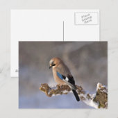 Jay vogel op een tak briefkaart (Voorkant / Achterkant)