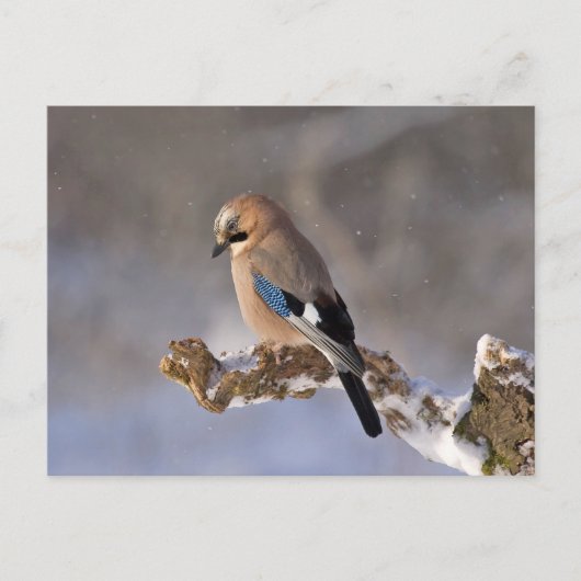 Jay vogel op een tak briefkaart (Voorkant)