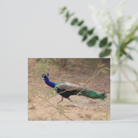 Jaywalk Peacock Briefkaart (Staand voorkant)