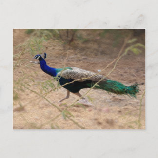 Jaywalk Peacock Briefkaart