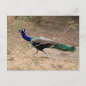 Jaywalk Peacock Briefkaart (Voorkant)