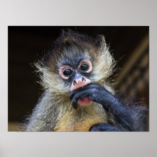 Jazz Poster (Voorkant)