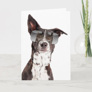 Je bent een Cool Cat Friendship Card Kaart