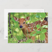 Je bent een Deer Briefkaart (Voorkant / Achterkant)