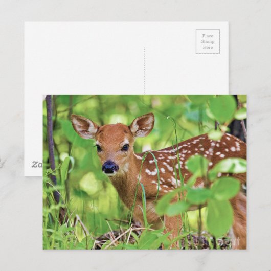 Je bent een Deer Briefkaart (Voorkant / Achterkant)