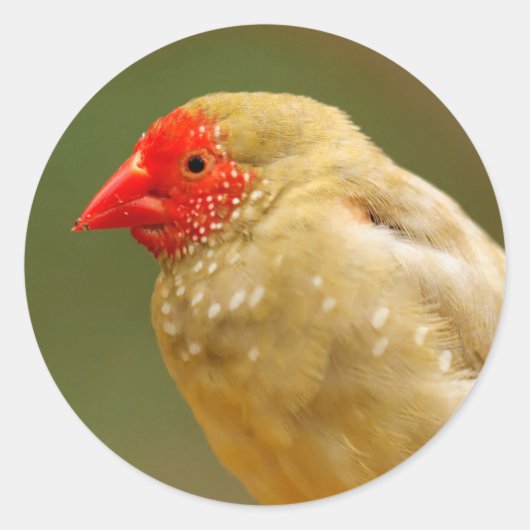 Je bent een ster. Finch Ronde Sticker (Voorkant)