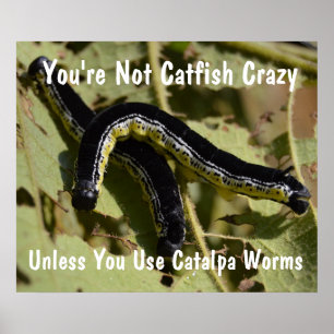 Je bent geen Catfish Crazy Catalpa Worms Poster