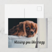 Je bent gek op een sukkel die je mist. briefkaart (Voorkant / Achterkant)