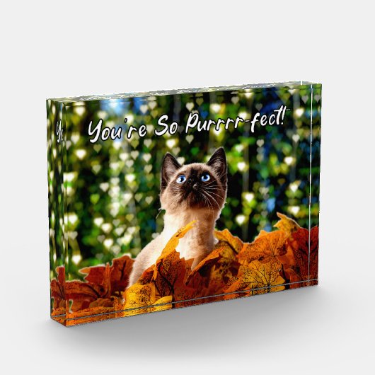 Je bent zo perfect | Foto van Kitten | Acrylblok (Links)