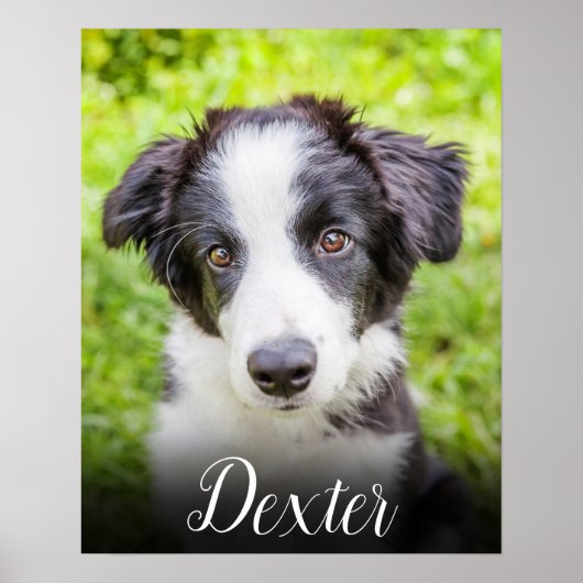 Je favoriete huisdier foto poster (Voorkant)