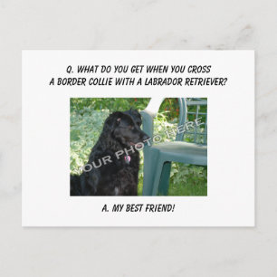 Je foto hier! Mijn beste vriendenkring Collie Mix Briefkaart