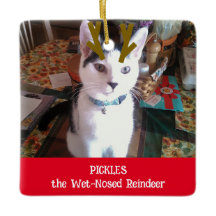 Je foto van het natte rendierpet